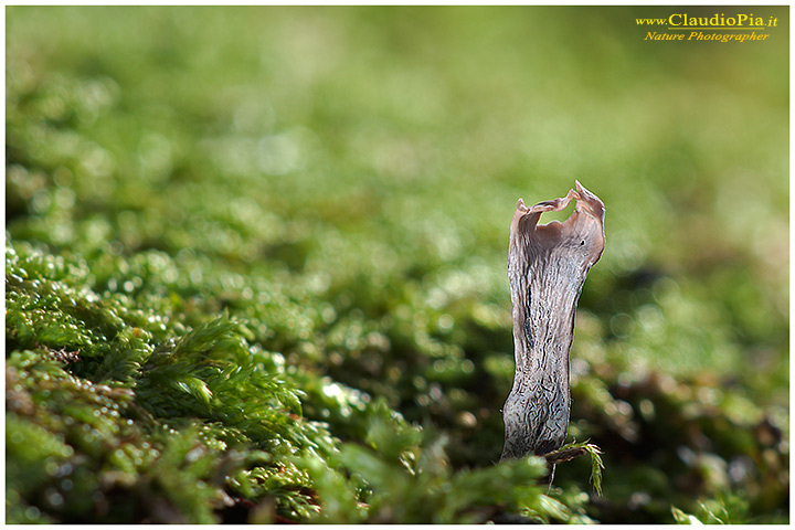 Xylaria hypoxylon (X Ernesto)